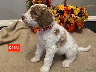 Miniature Labradoodle dogs - Ad 2