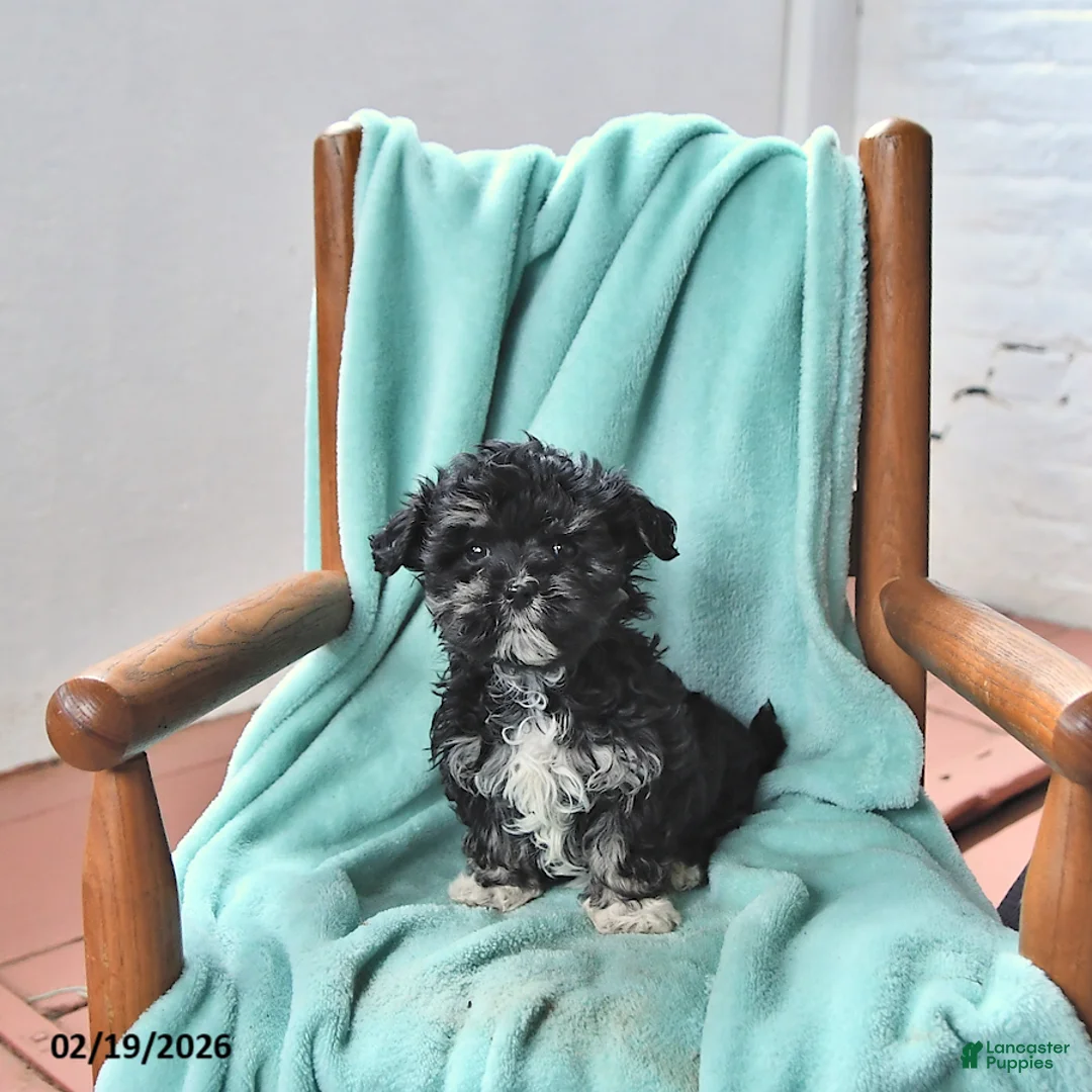 Havanese dogs for sale: Kelly - Ad 2