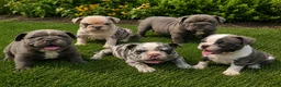 Olde English Bulldogge dogs for sale: Scout - Ad 8