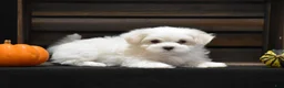 Maltese dogs for sale: Milo - Ad 3