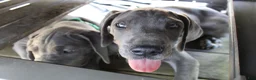 Great Dane dogs for sale: Diamond - Ad 13