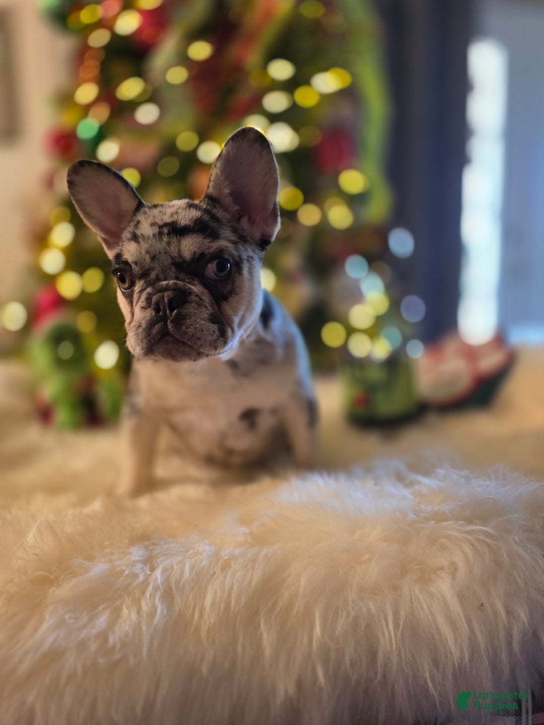 French Bulldog dogs for sale: French Bulldog Puppy 3 - Ad 1