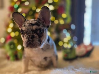 French Bulldog dogs French Bulldog Puppy 3 - Ad 7