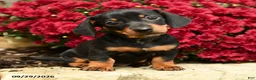 Dachshund dogs for sale: Daisy - Ad 1