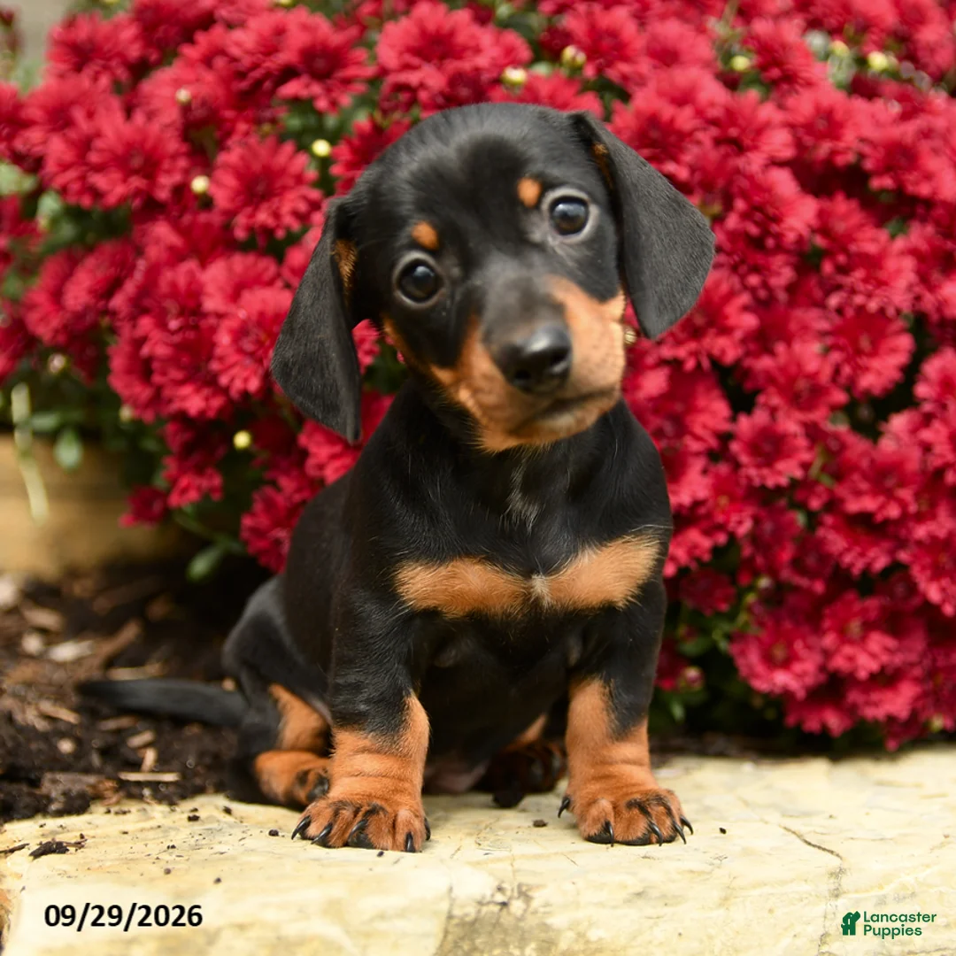 Dachshund dogs for sale: Daisy - Ad 1