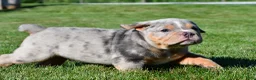 Beabull dogs for sale: Tucker - Ad 7