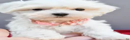 Maltese dogs for sale: Darcey - Ad 2