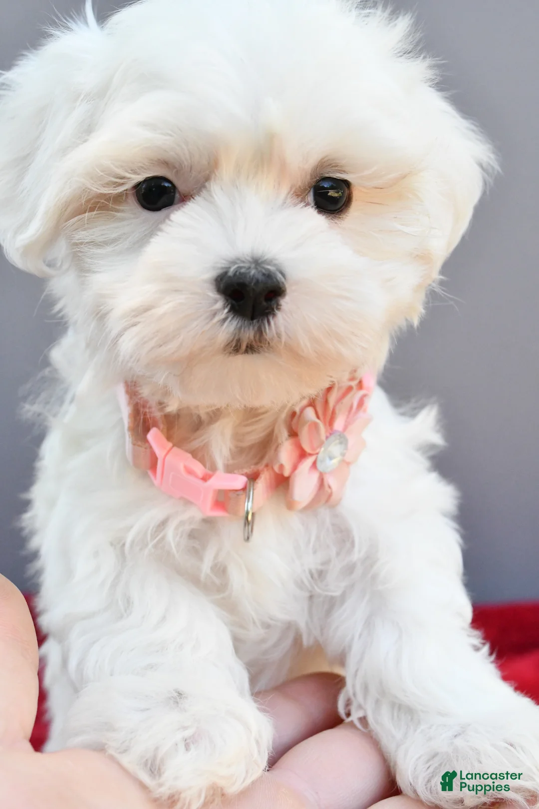 Maltese dogs for sale: Darcey - Ad 2