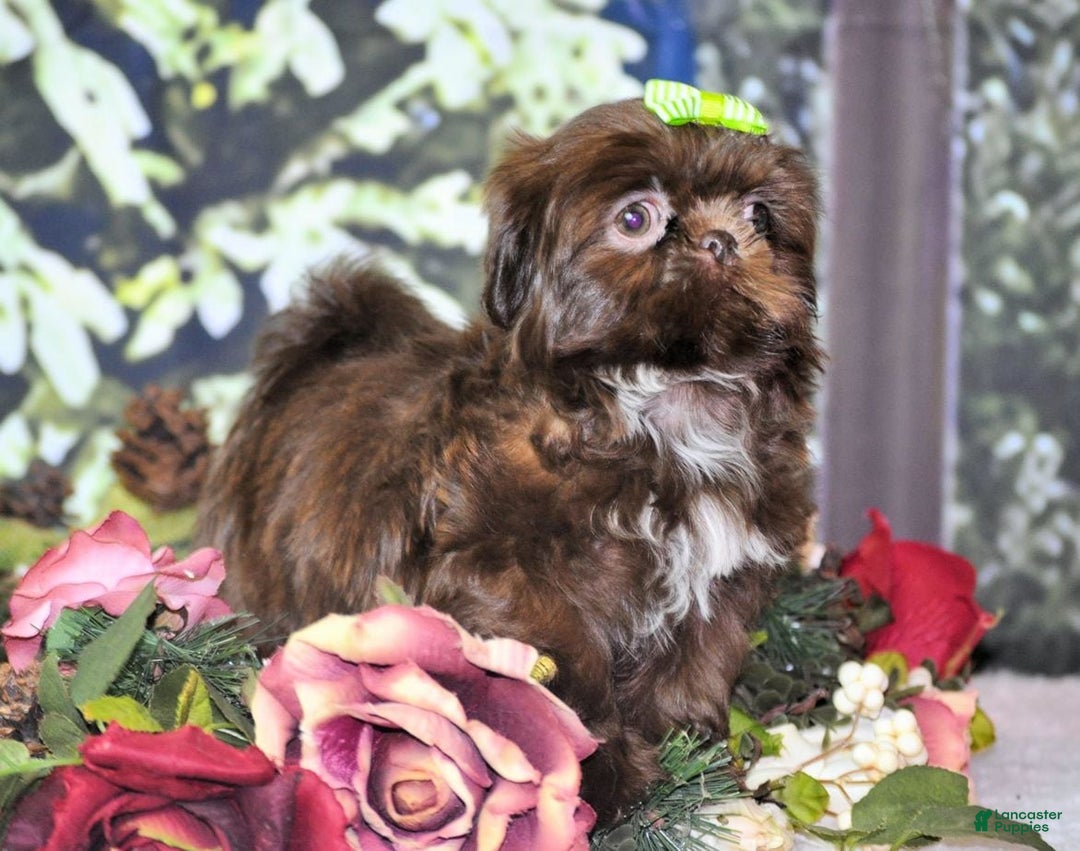 Shih Tzu dogs for sale: Tcup imperial  - Ad 5