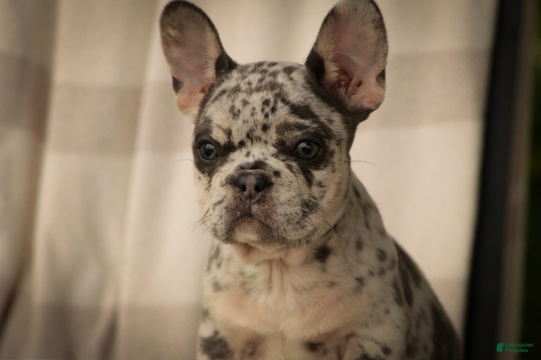 French Bulldog dogs Lexa French Bulldog  - Ad 2
