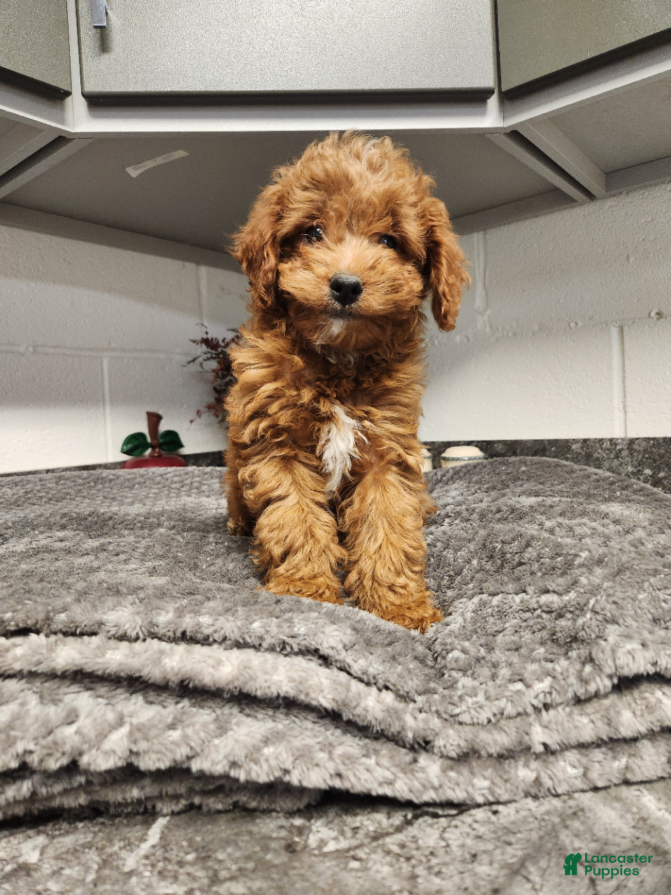 Mini Goldendoodle dogs for sale: Brooke - Ad 2