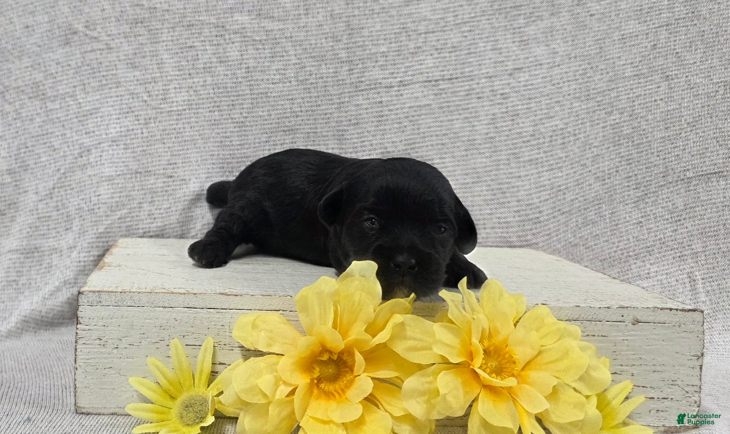 Shihpoo dogs Buddy - Ad 2