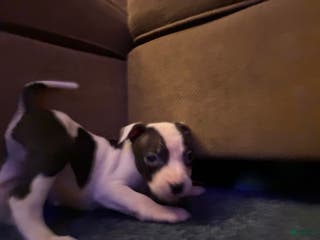 Mixed Breed dogs Sid - Ad 30