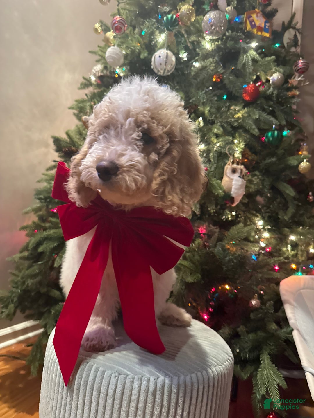 Mixed Breed dogs for sale: Mixed Breed Puppy 3 - Ad 3