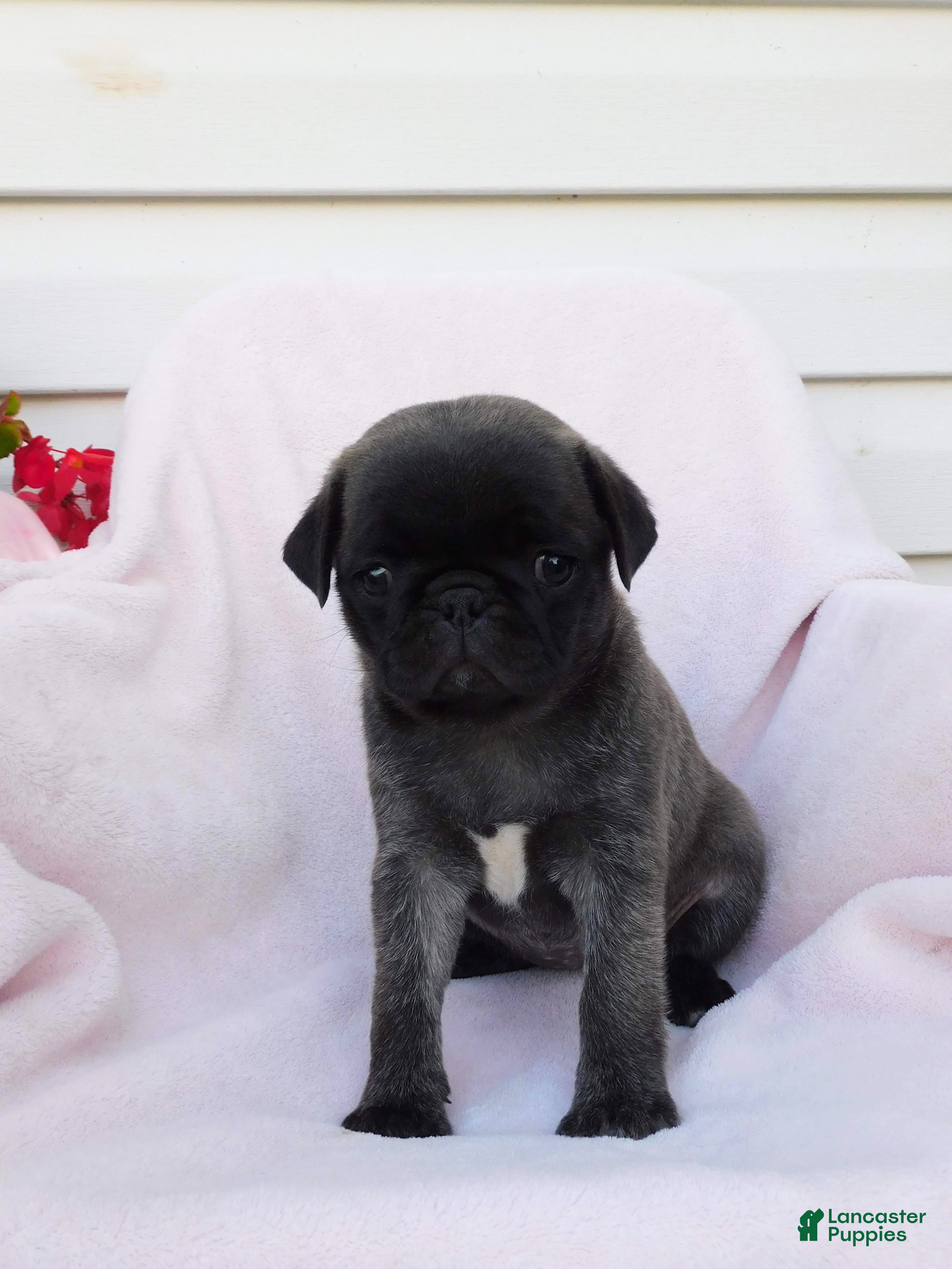 Pug dogs Sara - Ad 2