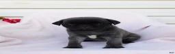 Pug dogs for sale: Sara - Ad 2