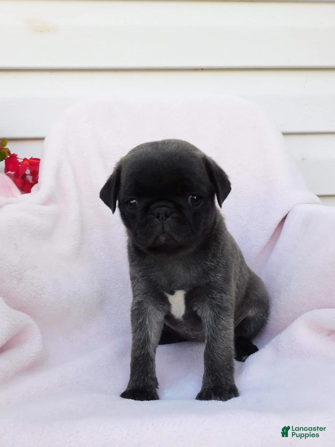 Pug dogs for sale: Sara - Ad 2