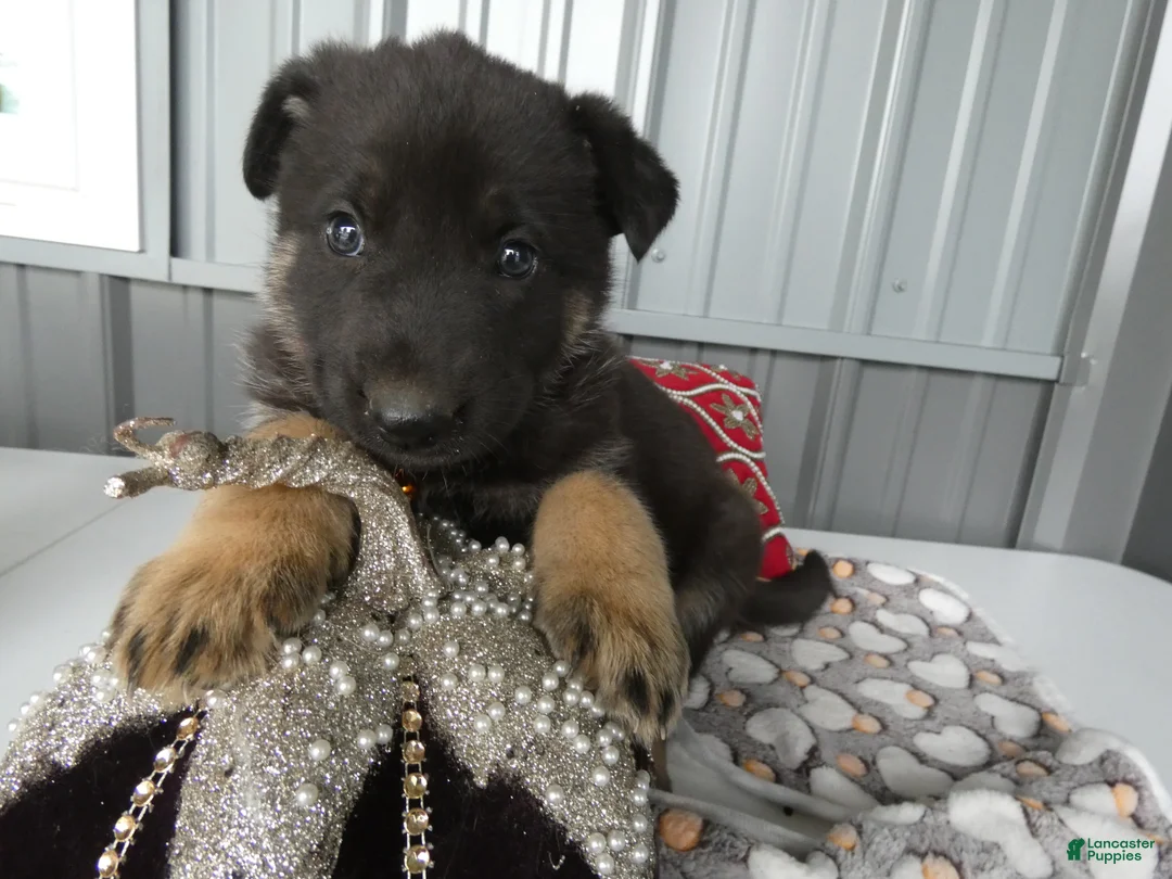 German Shepherd dogs for sale: German Shepherd 3 Wyona - Ad 2