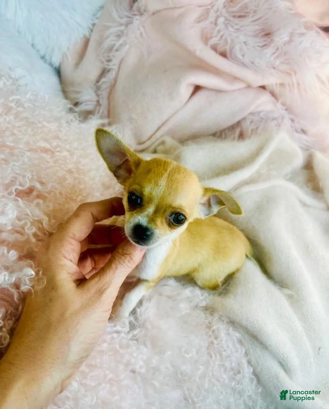 Chihuahua dogs for sale: Chihuahua Puppy 1 - Ad 2