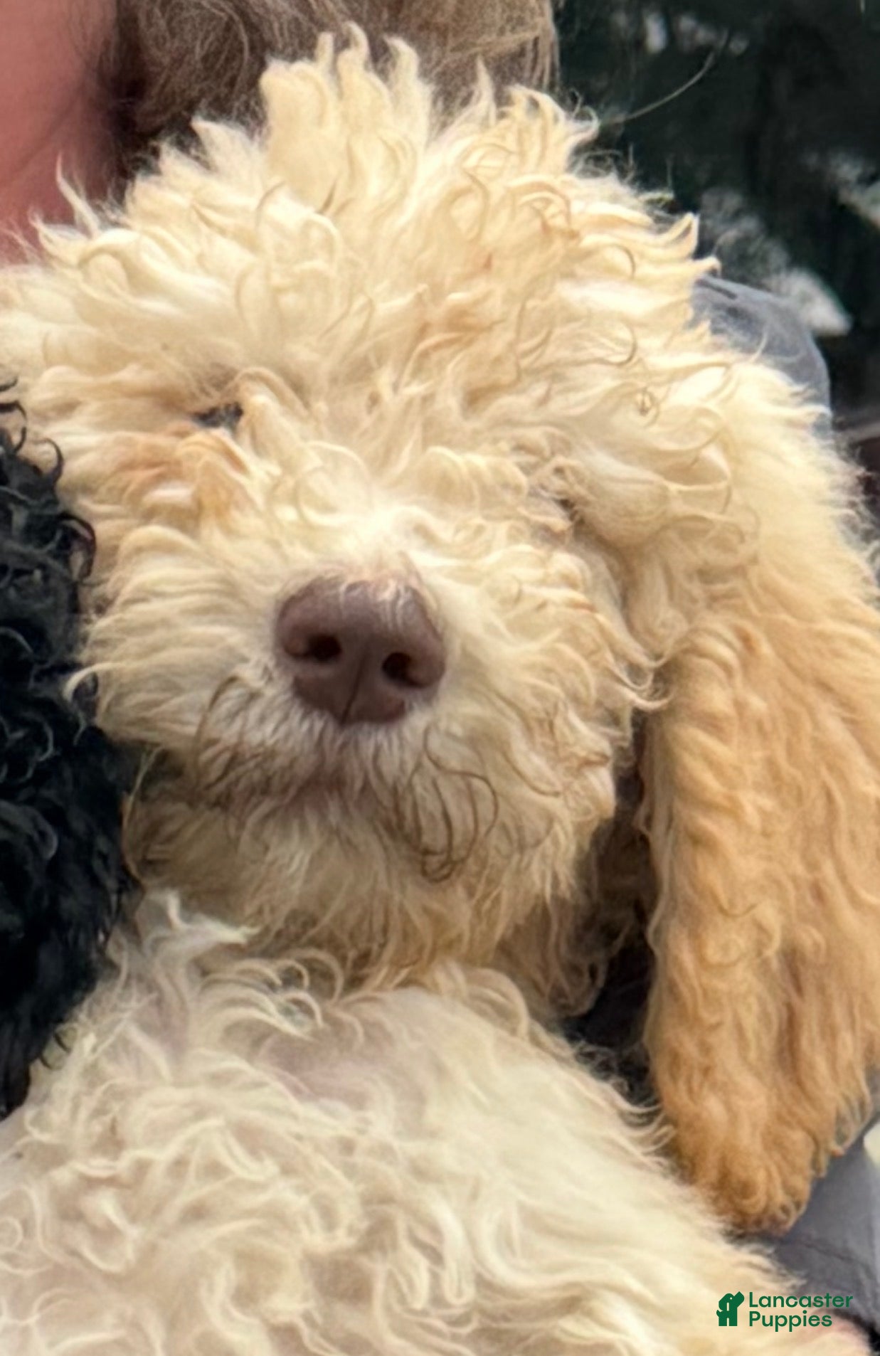 Goldendoodle dogs for sale: Sunny - Ad 1
