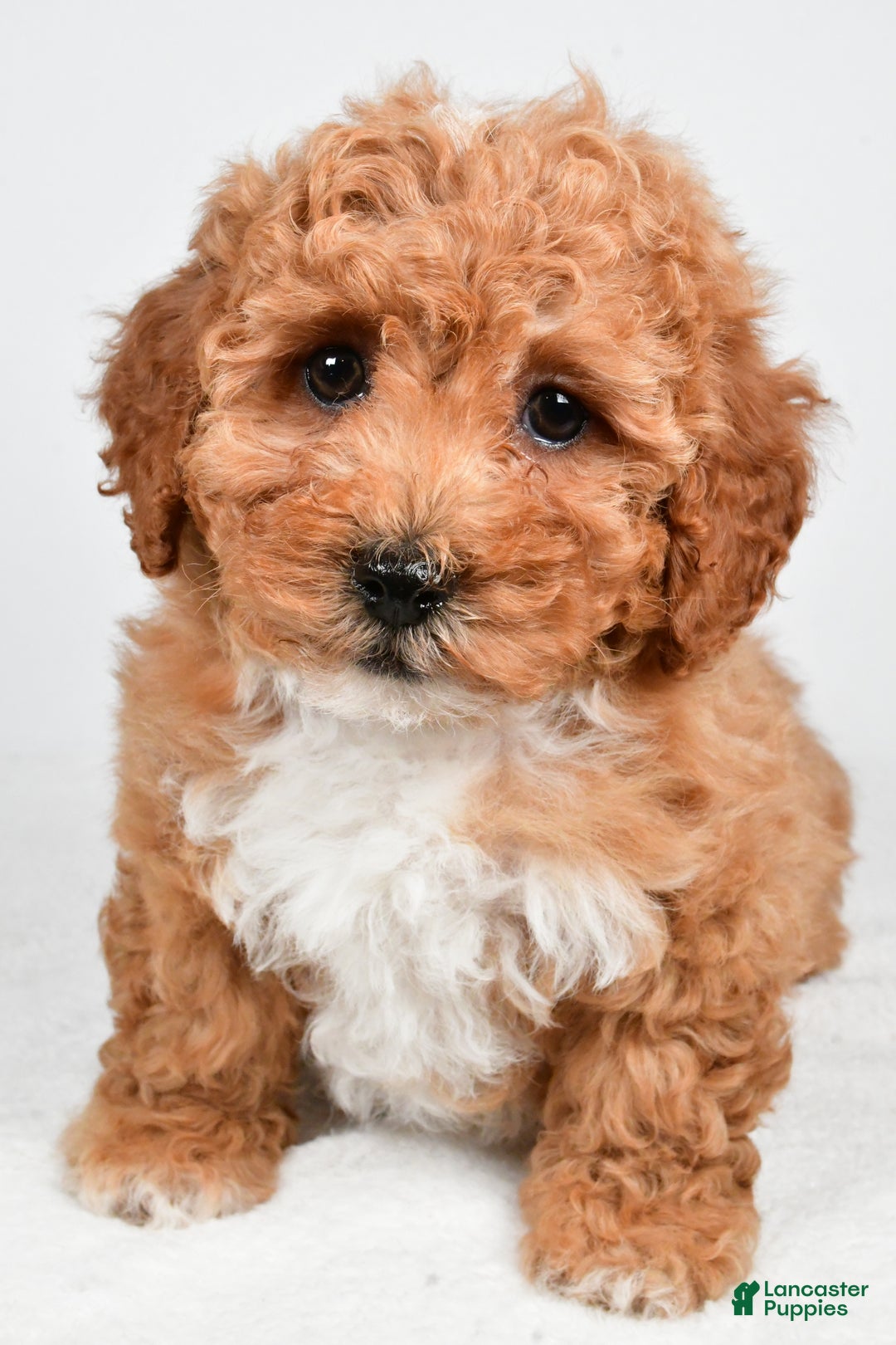 Bichpoo dogs for sale: Buddy - Ad 4