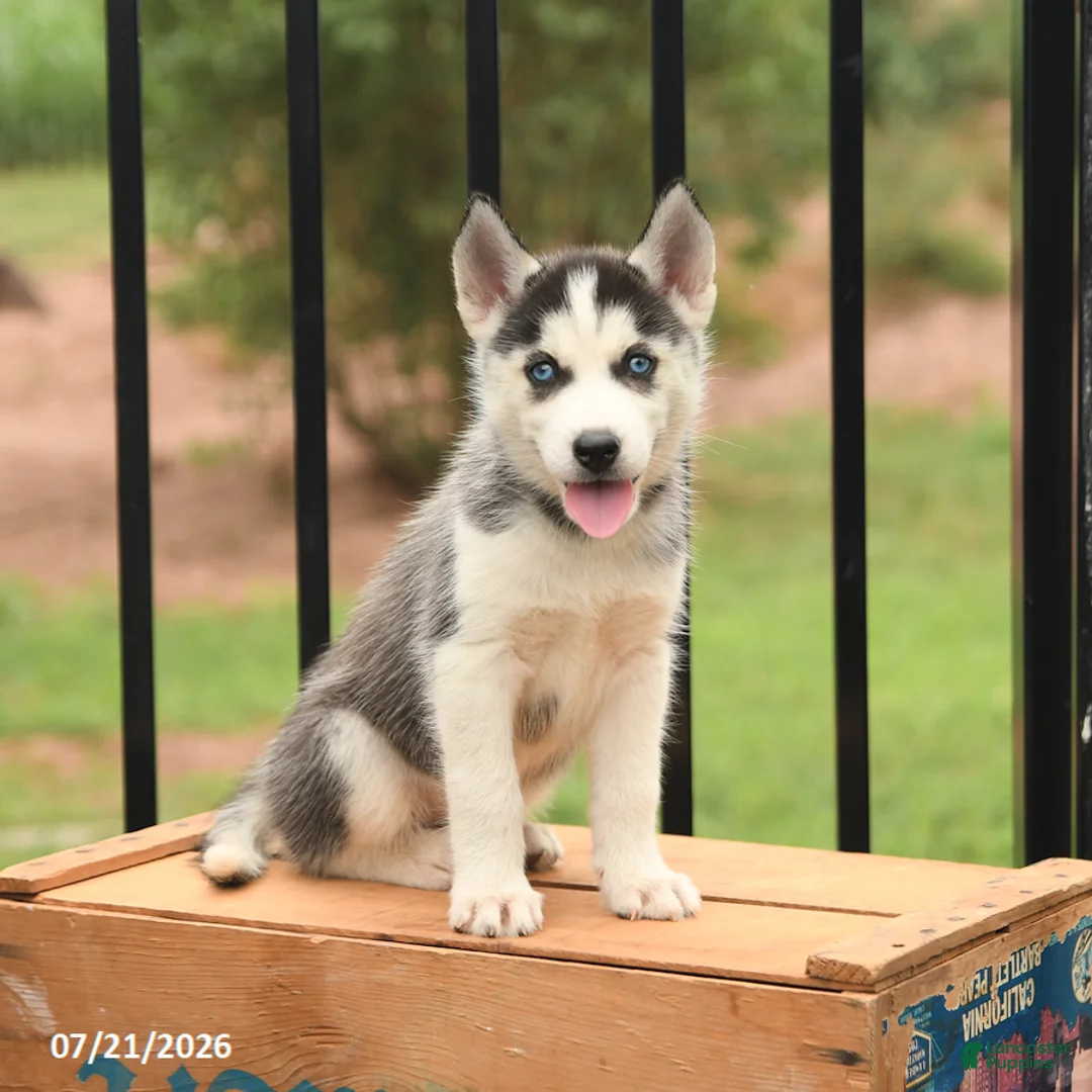 Siberian Husky dogs for sale: Bubbles - Ad 1