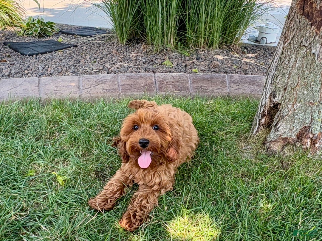 Cockapoo dogs for sale: Henry - Ad 7