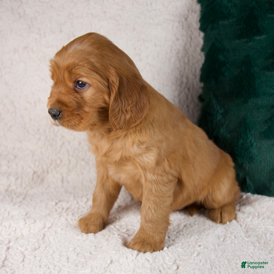 Mixed Breed dogs for sale: Moose - Ad 3