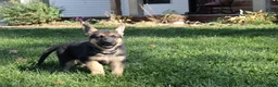 German Shepherd dogs for sale: Belle - Ad 4