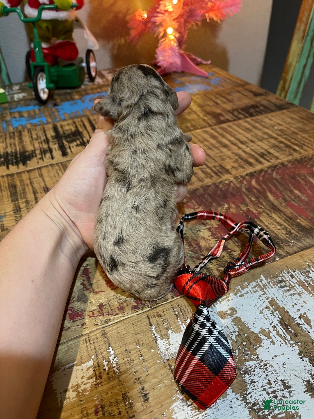 Miniature Poodle dogs for sale: Akc Chocolate Merle Phantom boy 2 - Ad 10