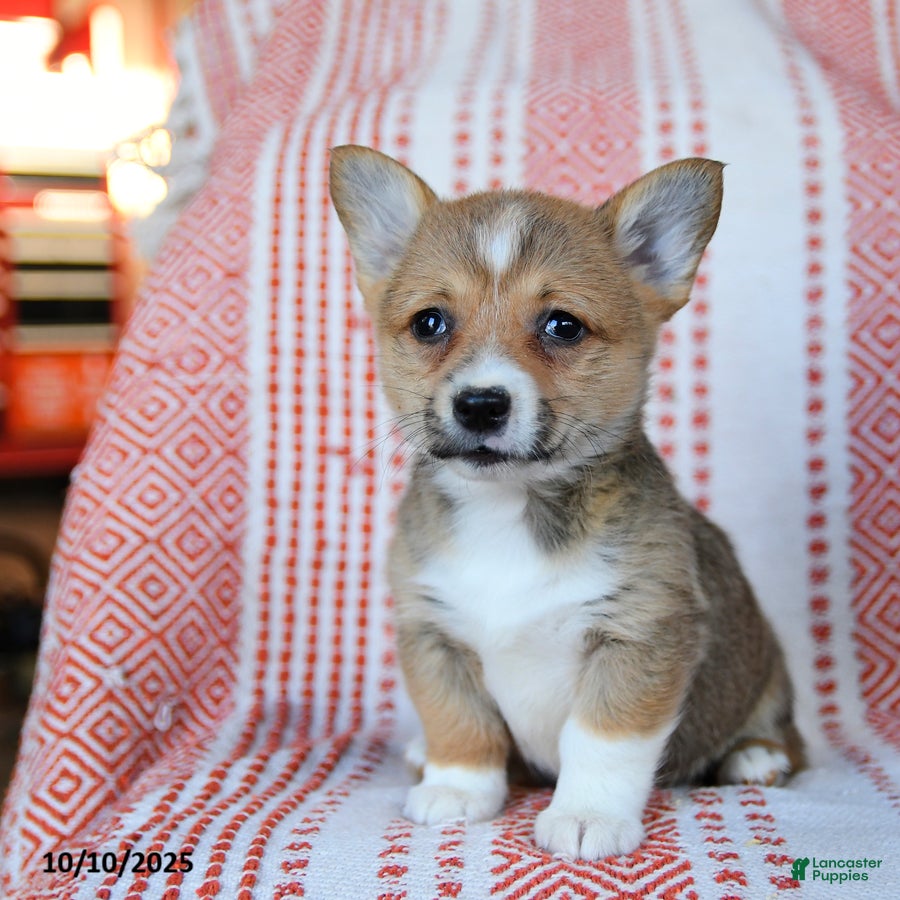 Welsh Corgi Pembroke dogs Sage - Ad 1