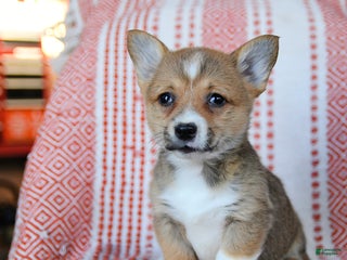 Welsh Corgi Pembroke dogs Sage - Ad 38