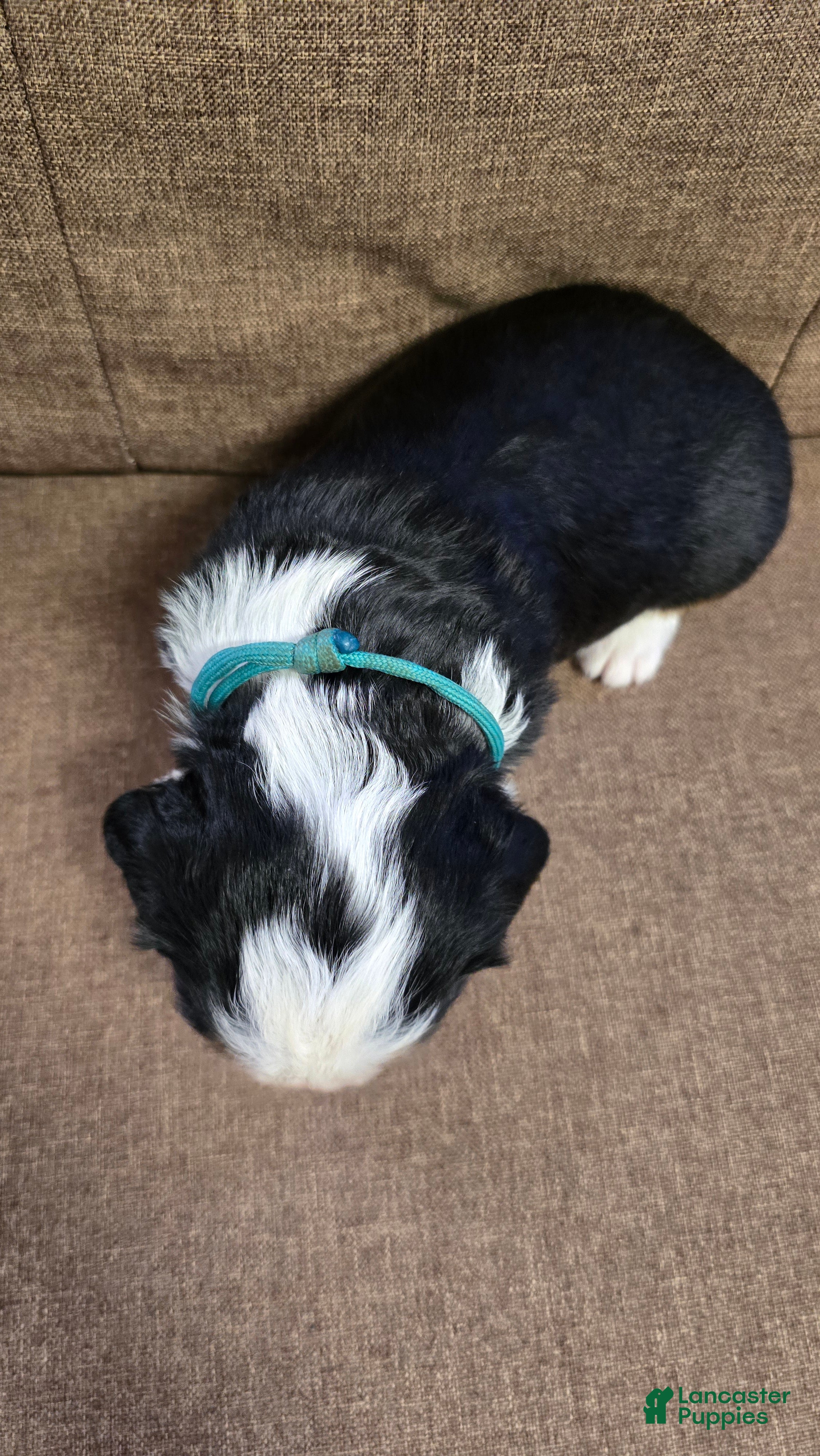 Miniature Bernese Mountain Dog dogs Paris - Ad 2