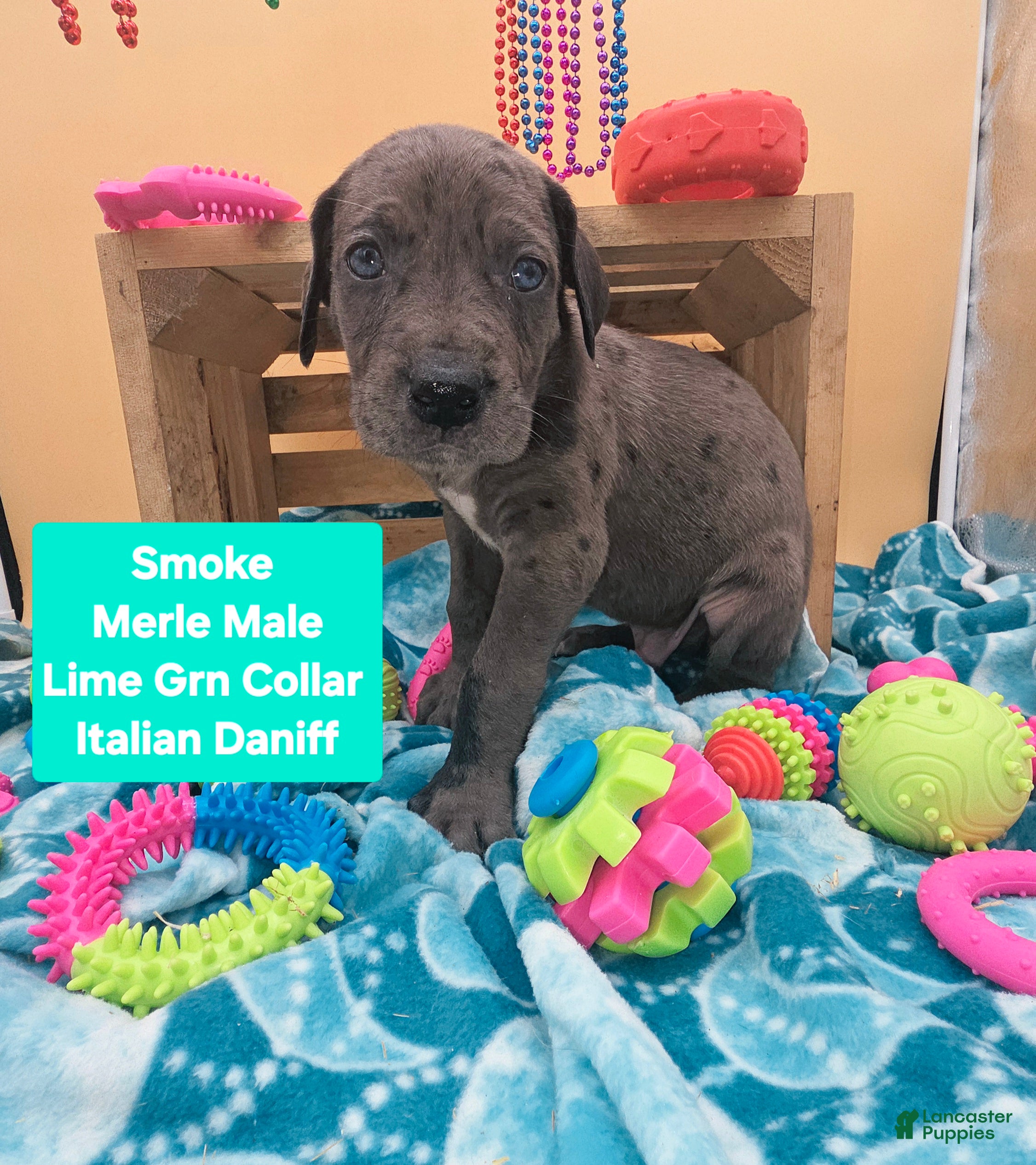 Daniff dogs for sale: Smoke - Ad 1