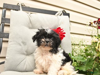 Shih Tzu dogs - Ad 9