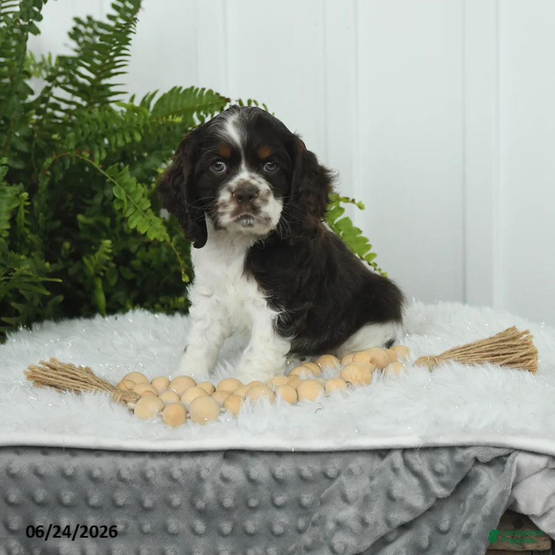 English Cocker Spaniel dogs for sale: Sarge - Ad 1