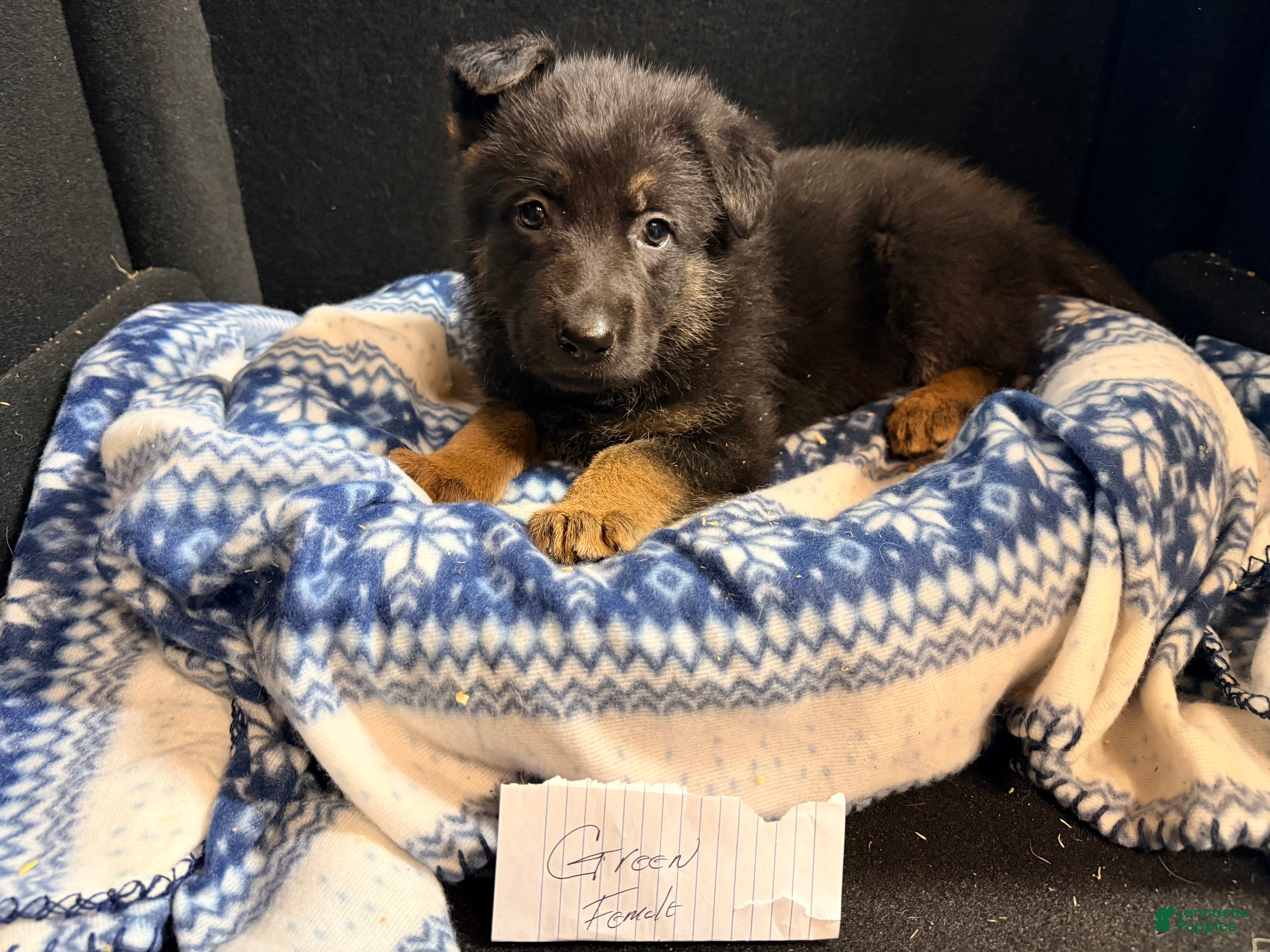 German Shepherd dogs German Shepherd Puppy Green - Ad 3