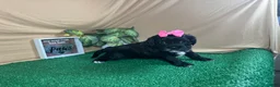 Shihpoo dogs for sale: Shihpoo 3 - Ad 6