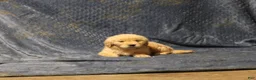 Golden Retriever dogs for sale: Charlie - Ad 1