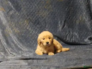 Golden Retriever dogs Charlie - Ad 40