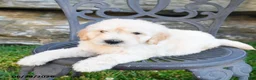 Mini Goldendoodle dogs for sale: Kevin - Ad 2
