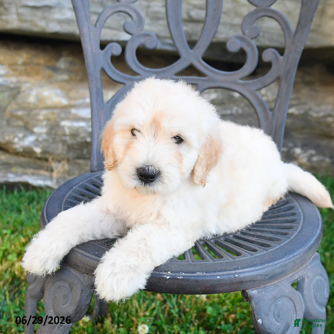 Mini Goldendoodle dogs for sale: Kevin - Ad 2
