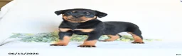 Rottweiler dogs for sale: Alfie - Ad 1