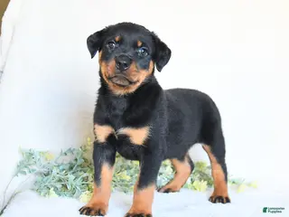 Rottweiler dogs for sale: Alfie - Ad 4