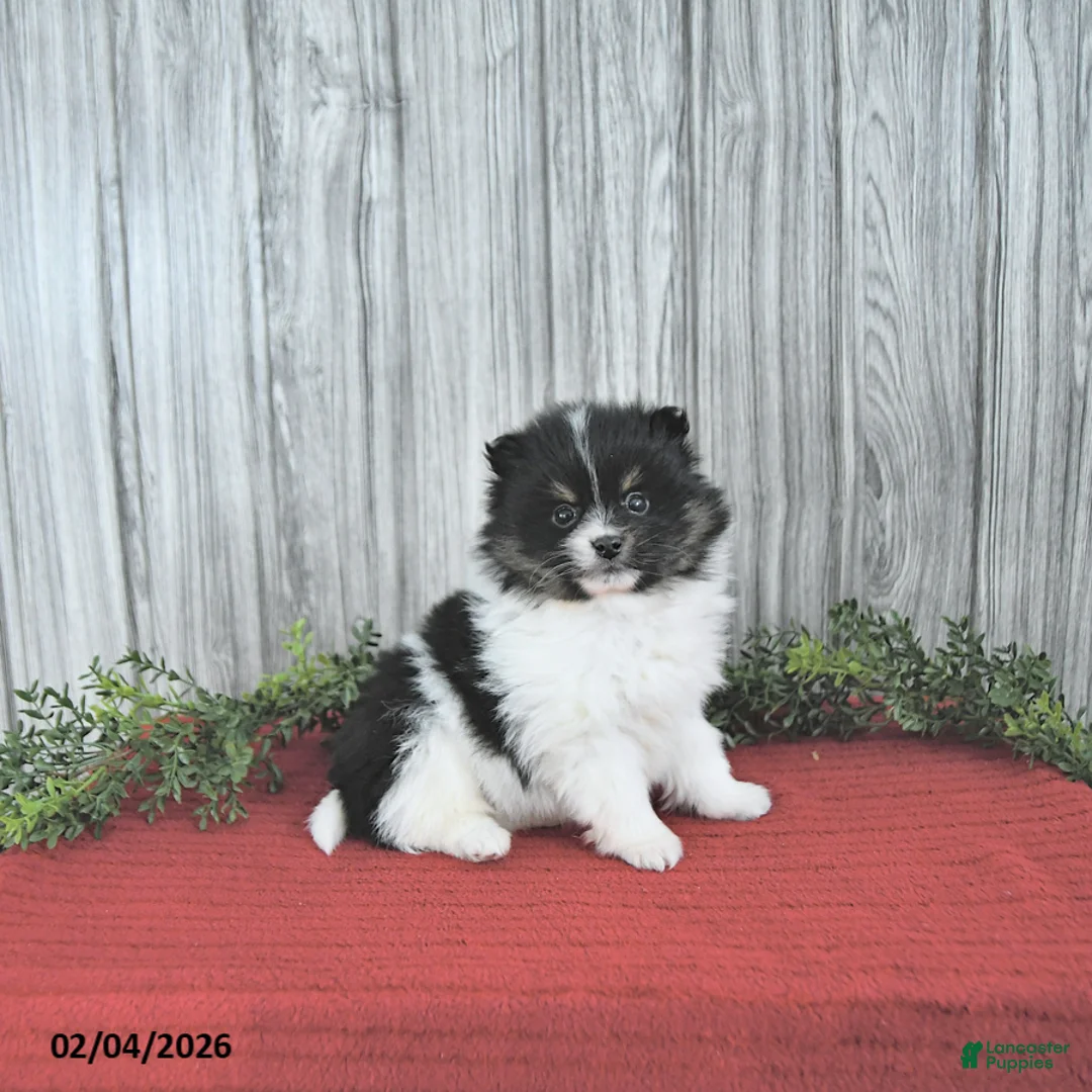 Pomeranian dogs for sale: Cody - Ad 5