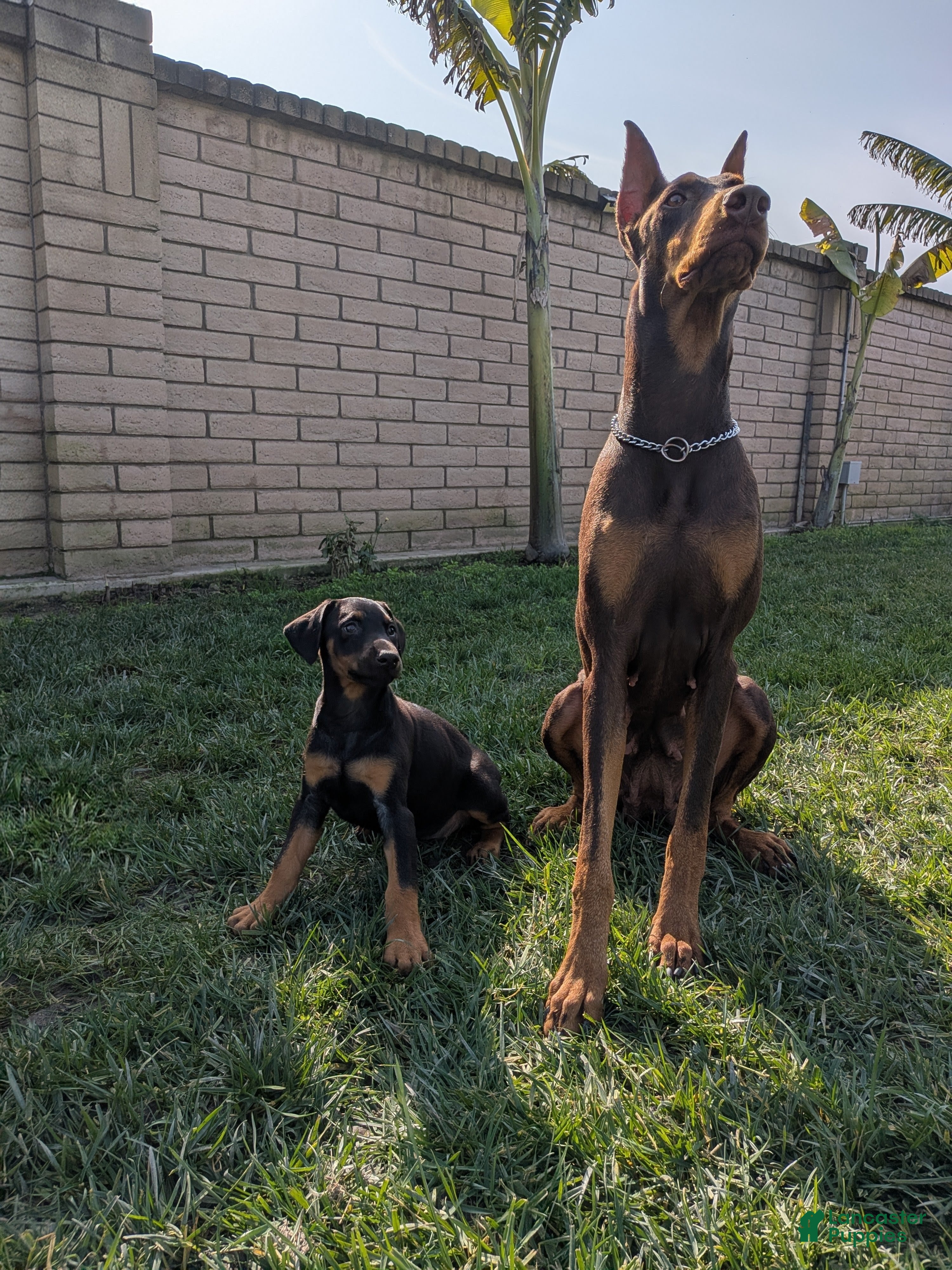 Doberman Pinscher dogs Doberman Pinscher Puppy 1 - Ad 1