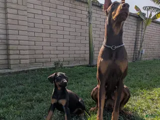 Doberman Pinscher dogs Doberman Pinscher Puppy 1 - Ad 1