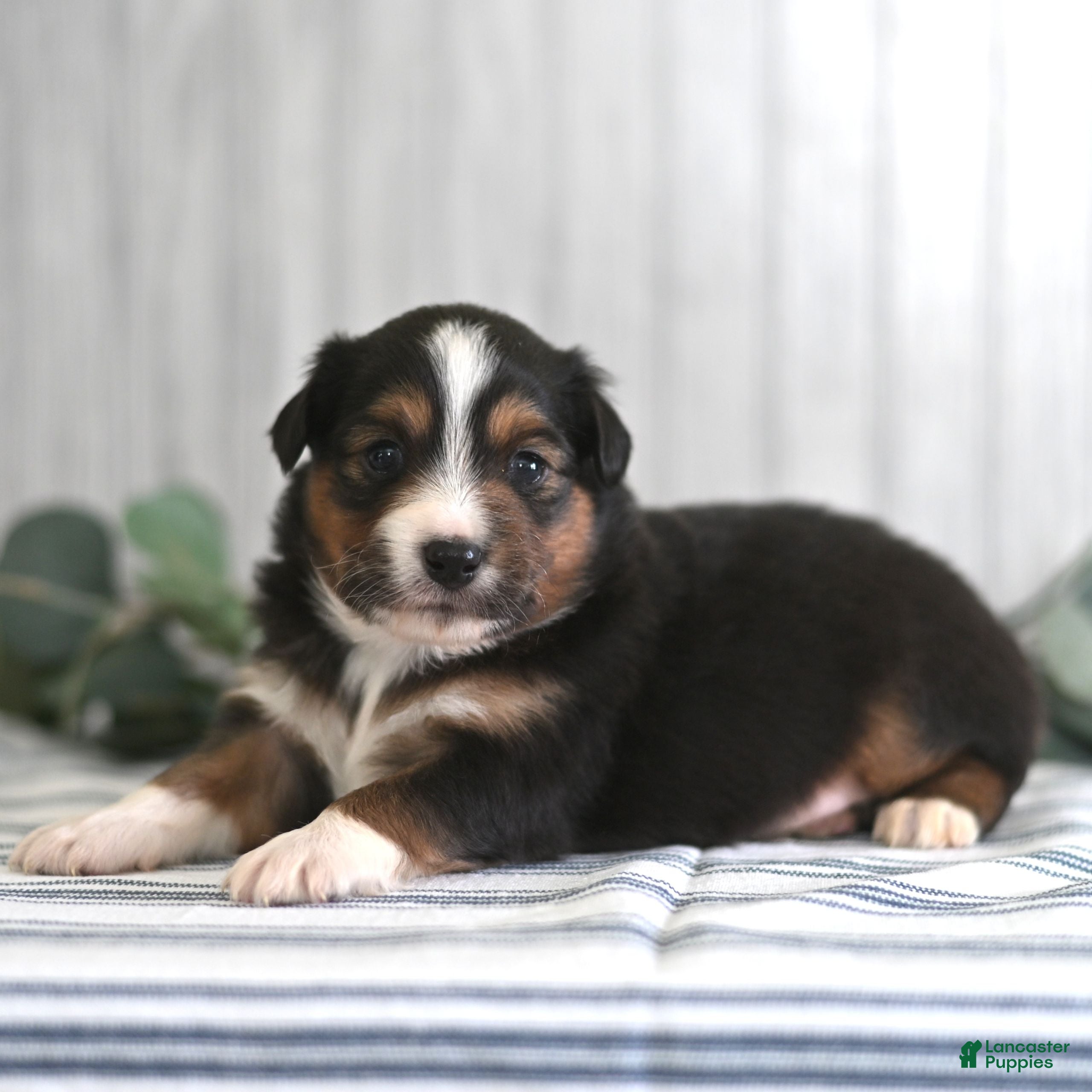 Miniature Australian Shepherd dogs Gerald  - Ad 2