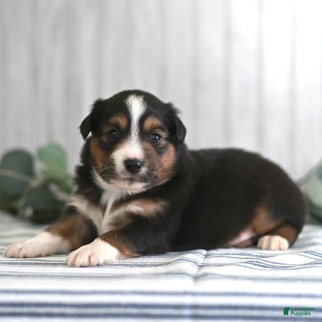 Miniature Australian Shepherd dogs for sale: Gerald  - Ad 2