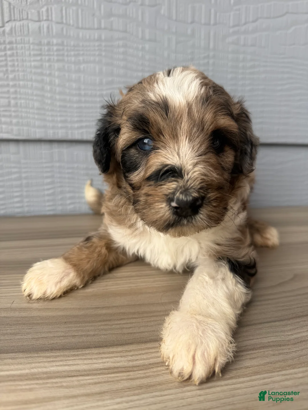 Aussiedoodle dogs for sale: Hoss - Ad 2